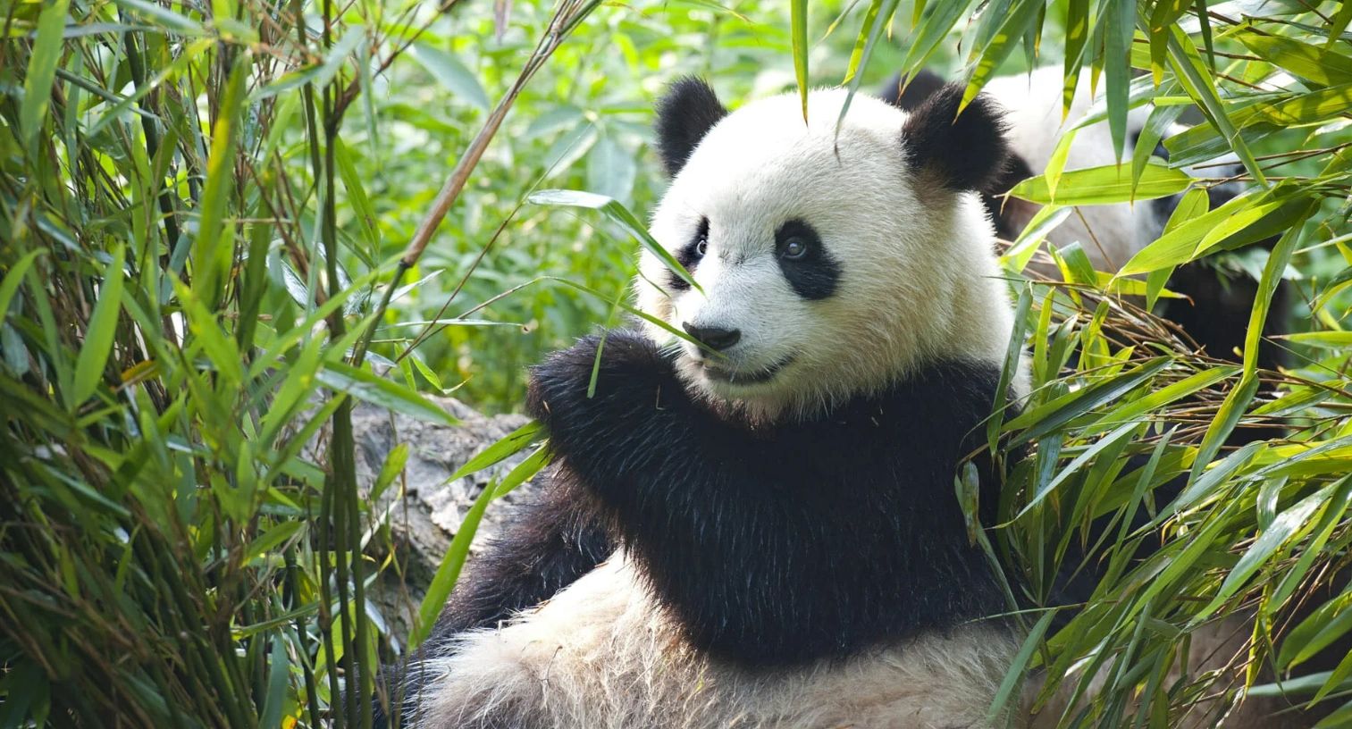 Панда в зарослях бамбука